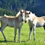 Haflinger Reiterhof Meura