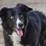 Haflinger Reiterhof アパート