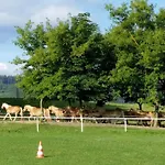 Haflinger Reiterhof *