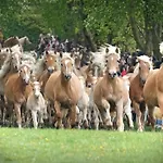 Haflinger Reiterhof * Meura