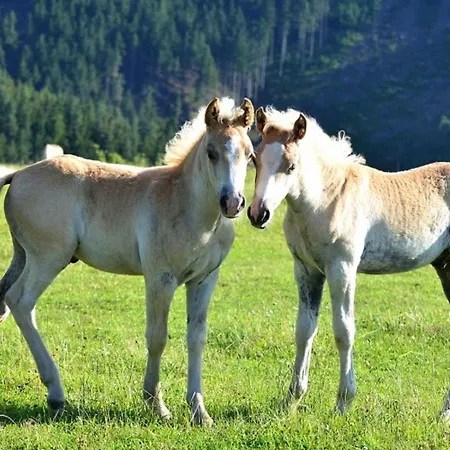 Haflinger Reiterhof Meura