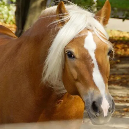 Haflinger Reiterhof Appartement