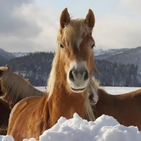 Haflinger Reiterhof Meura