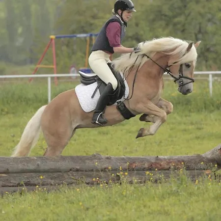 Appartement Haflinger Reiterhof