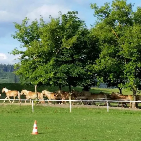 Haflinger Reiterhof *