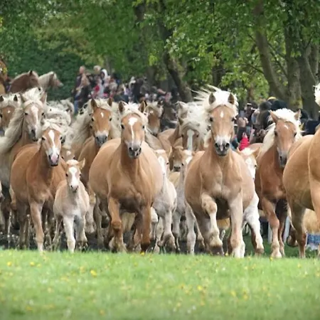 Haflinger Reiterhof * Meura