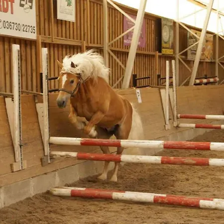 Haflinger Reiterhof Apartament Meura
