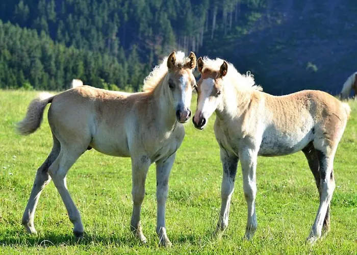 Haflinger Reiterhof Meura