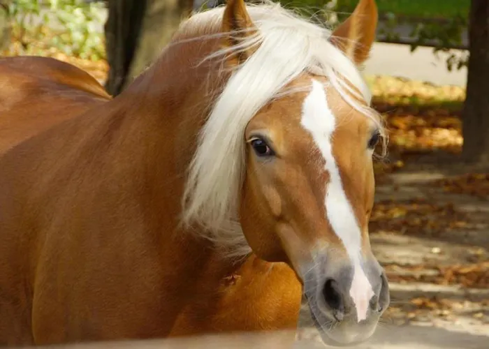 Haflinger Reiterhof Appartement