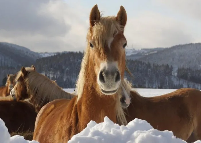 Haflinger Reiterhof Meura