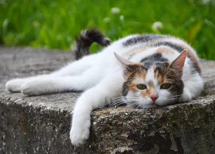 Haflinger Reiterhof Lejlighed *