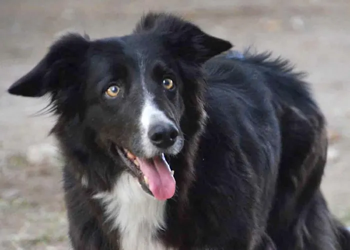 Haflinger Reiterhof Lejlighed