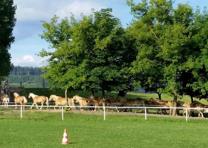 Haflinger Reiterhof *