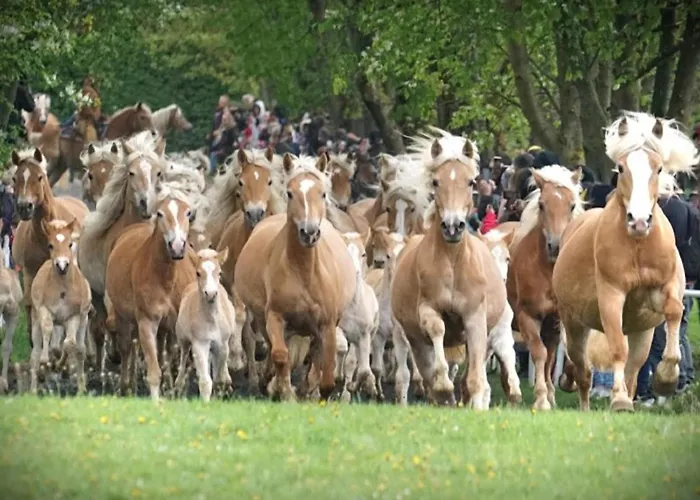 Haflinger Reiterhof * Meura